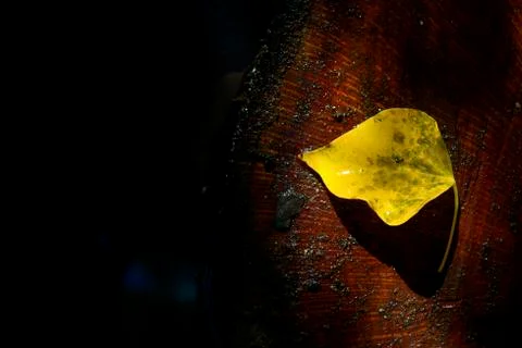 Lonely Yellow Leaf Stock Photos