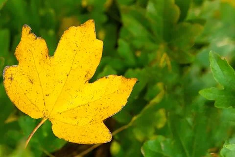 A lonely yellow leaf Stock Photos