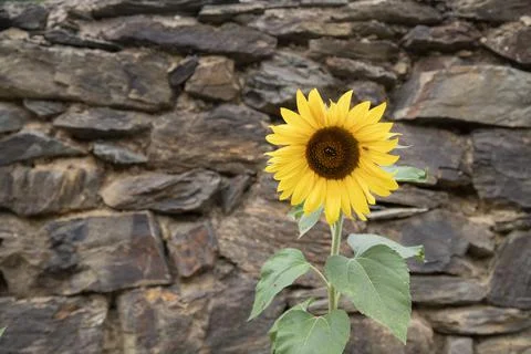 Lonely yellow sunflower Stock Photos