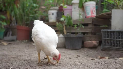 Lonely young chicken walking calmly on the ground Stock Footage 276389817