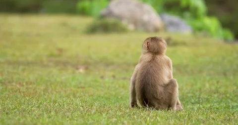 Lonely young monkey sit on ground. Stock Footage 276661113