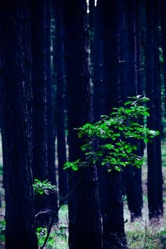 Lonely young oak tree Stock Photos