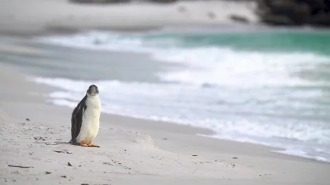 Lonely Young Penguin Slow Motion Cinematic Beach Landscape Stock Footage 277915077