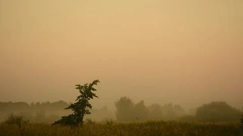 Lonely young tree, misty dawn Stock Footage 138395028