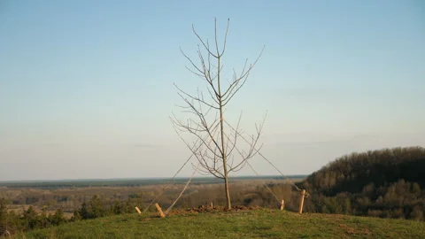 A lonely young tree planted on a mountain tied with ropes for support from Stock Footage 277876768