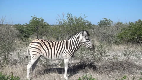 Lonely zebra standing Stock Footage 177434352
