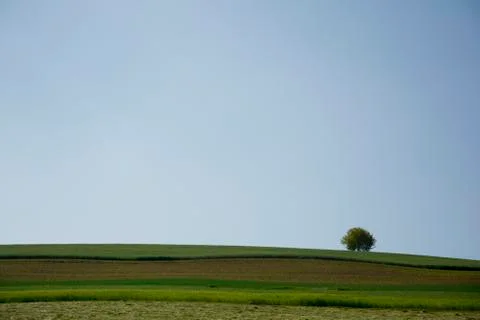 Lonelytree Stock Photos