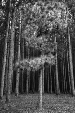 LonePine-Final- Stock Photos