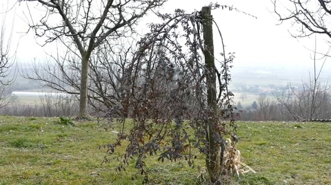 Lonesome Almost Dead Tree Stock Footage 46967265
