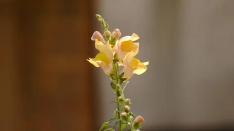 Lonesome Bloom 库存照片