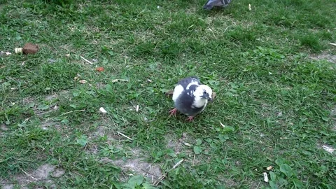 Lonesome dove bite of the morsel of bread in the garbage Stock Footage 75445582