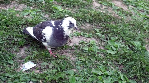 Lonesome dove bite of the morsel of bread in the garbage Stock Footage 75445622