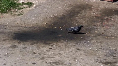 Lonesome dove bite of the morsel of bread in the garbage Stock Footage 75447228