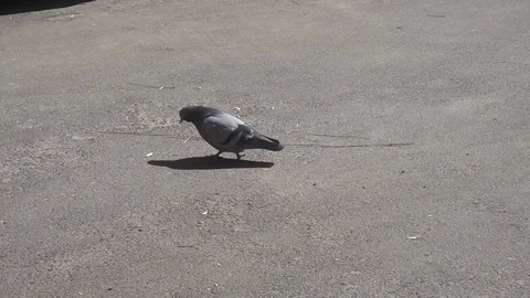 Lonesome dove bite of the morsel of bread in the garbage Stock Footage 75915544