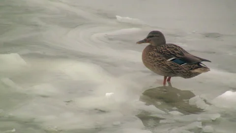 Lonesome duck on ice Stock Footage 291238410