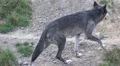 Lonesome Eastern Timber Wolf in rocky hills landscape HD Footage