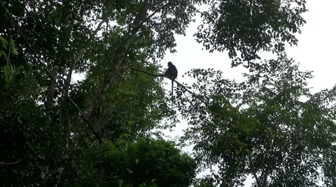  Lonesome Monkey Stock-Footage 46490425