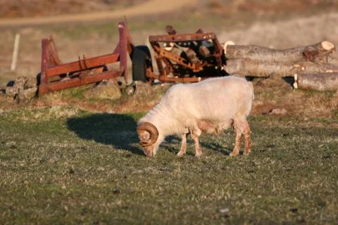 Lonesome ram Stock Photos