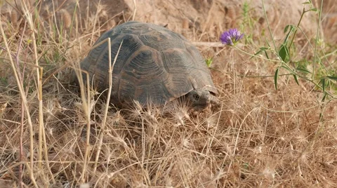 Lonesome tortoise 4k Stock Footage 55646465