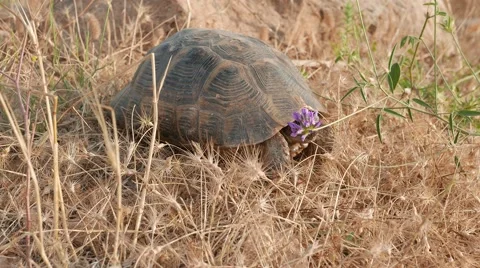 Lonesome tortoise walking 4k Stock Footage 55632305