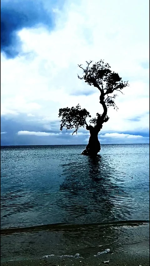 Lonesome Tree On A Beach at Dusk Video stock 204967607