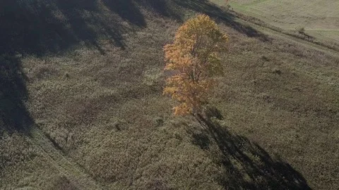 Lonesome Tree Stock Footage 82622441