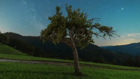 Lonesome tree in full moonlight Stock Footage 93385559