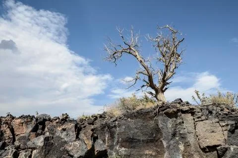 Lonesome Tree Stock Photos