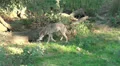 Lonesome Wolf HD Footage