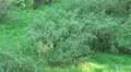 Lonesome Wolf in grassy landscape HD Footage
