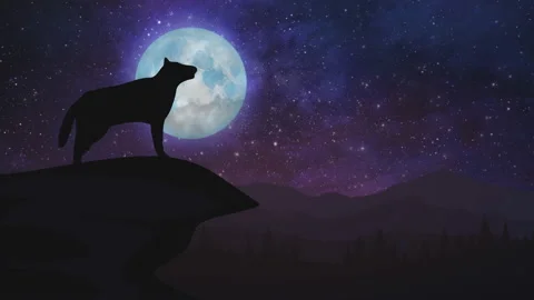 Lonesome wolf howling starry nightfall silky clouds sparkling stars supermoon Stock Footage 155848997