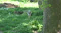 Lonesome wolf walking relaxed in grassy landscape HD Footage