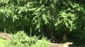 Lonesome wolf walking in shadow under trees HD Footage