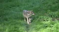 Lonesome wolf walking in sunny grassy landscape HD Footage