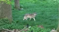 Lonesome wolf walking in sunny grassy landscape HD Footage