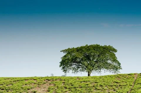 Lonestanding tree Stock Photos