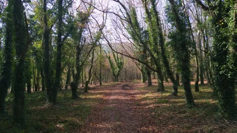 Loney Trails With Dense Trees Covered With Vines. Dolly Shot Stock-Footage 258908483