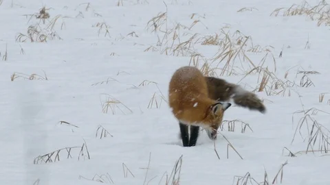 Long 1 min sequence of red fox in a field in winter with snow falling - HD 24fps Stock Footage 122669447