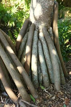 Long and big roots of Screwpine tree, originally from Madagascar Stock Photos