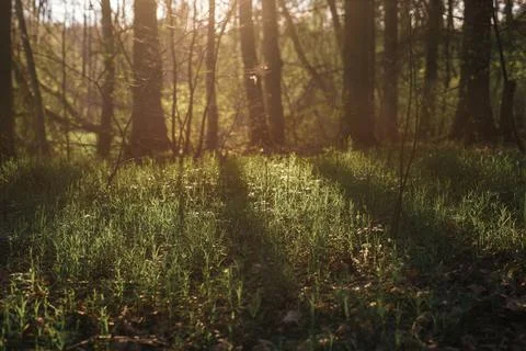 Long and clear shadows of forest trees in sunset light Stock Photos