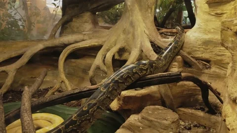 Long and fat python flying over wooden driftwood to the side 스톡 동영상 143574944