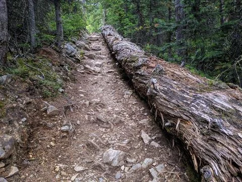 A long and large tree rots away beside a rocky trail in the forest Stock Photos