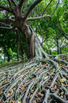 Long and many branches of root Stock Photos