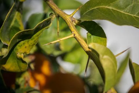 Long and sharp thorns or prickles protecting a lemon tree Stock Photos