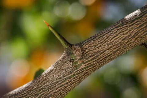 Long and sharp thorns or prickles protecting a lemon tree Stock Photos