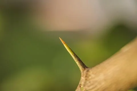 Long and sharp thorns or prickles protecting a lemon tree Stock Photos