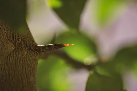 Long and sharp thorns or prickles protecting a lemon tree Stock Photos