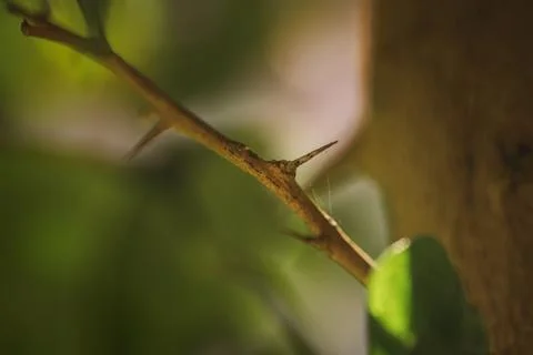 Long and sharp thorns or prickles protecting a lemon tree Stock Photos