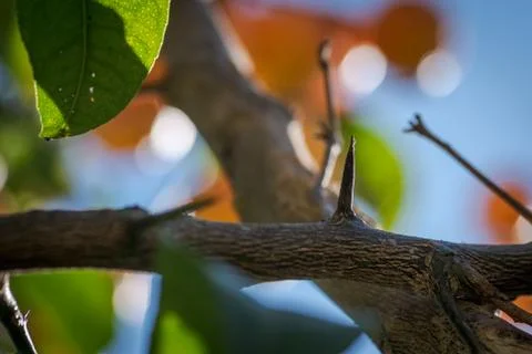 Long and sharp thorns or prickles protecting a lemon tree Stock Photos