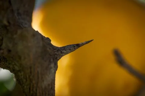 Long and sharp thorns or prickles protecting a lemon tree Stock Photos